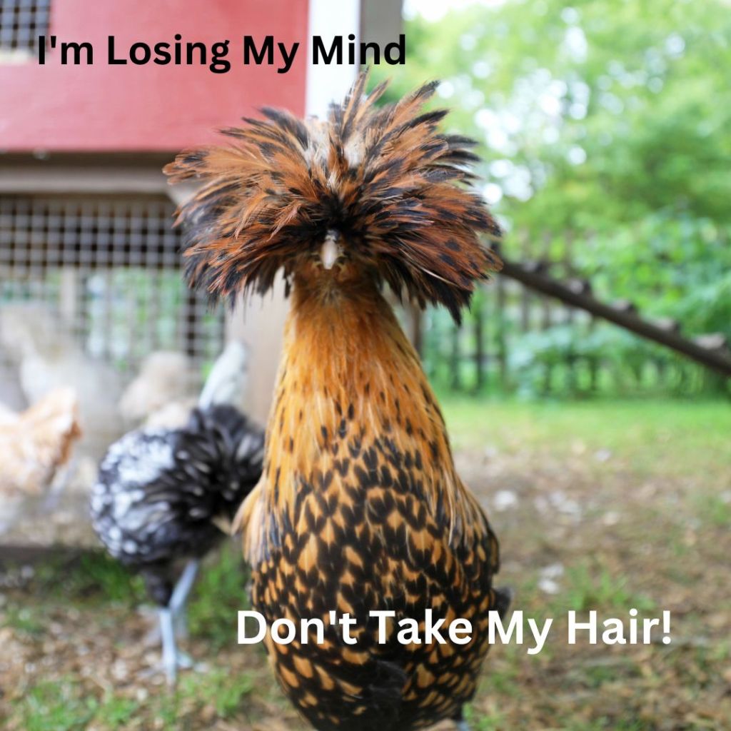 It has taken me 20 years to get my hair to grow past my boobs, and I could not imagine losing it now.

From Healthline.com:

"Most women will experience overall hair thinning rather than noticeable bald spots. The thinning can occur on the front, sides, or top of the head. Hair may also fall out in large clumps during brushing and showering.