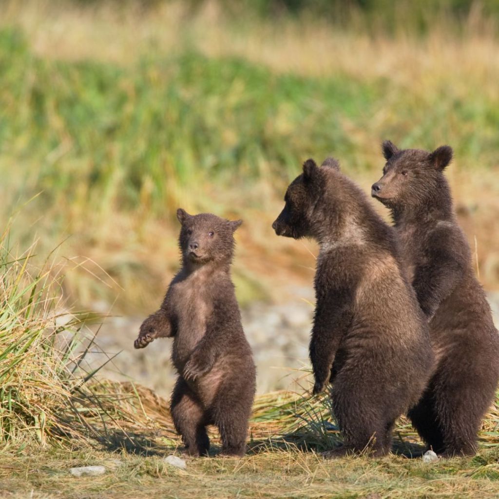 I think Goldilocks IS in Menopause. She’s just afraid to tell anyone. Back then Menopause wasn’t a word people used in front of others. 