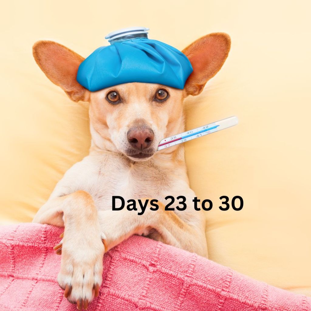 Hot and Healthy – Thriving Through Menopause One Pound at a Time – Day 23 to Day 30&nbsp;(3/11/24)